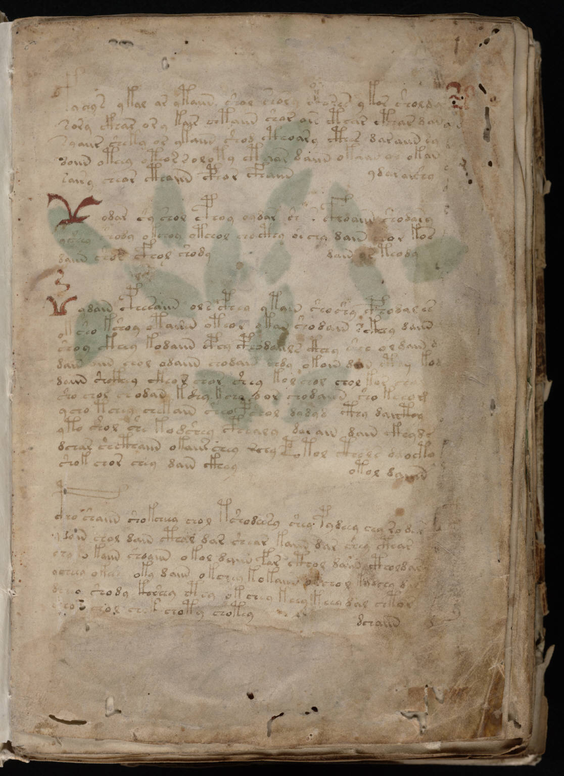 Another botanical-style Voynich Manuscript folio with undeciphered script.