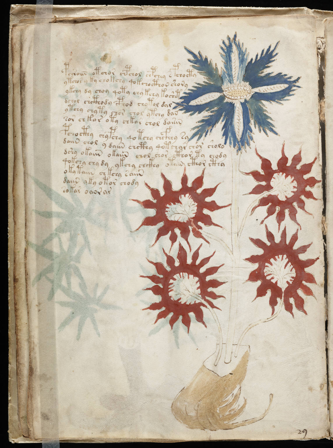 Voynich Manuscript folio with circular zodiac-like diagram and undeciphered script.